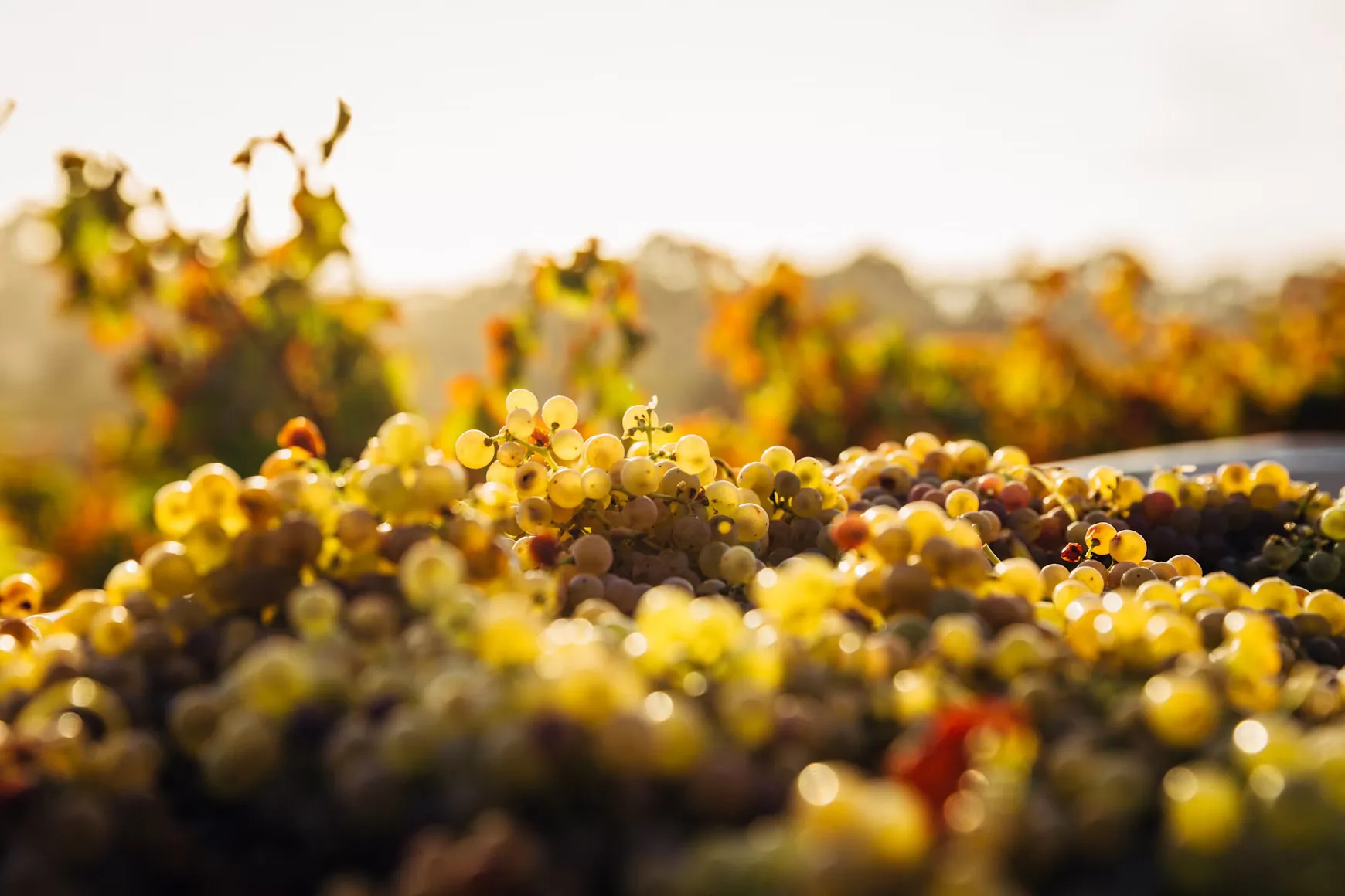 Degustace vína ve Wine Institute v Praze
